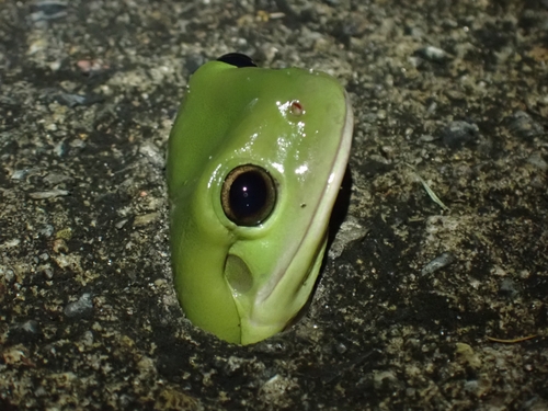 Green Tree Frog, New South Wales, AU, photo 6 of 10