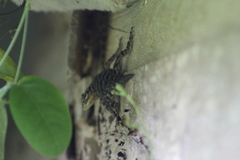 Sceloporus serrifer