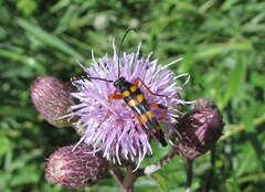 Strangalia attenuata