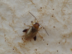 Longitarsus ochroleucus