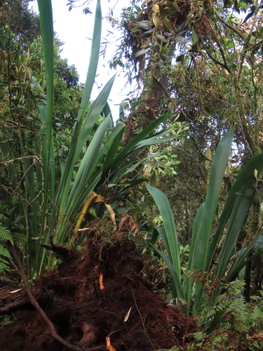 Chusquea spectabilis