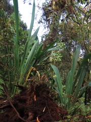 Chusquea spectabilis