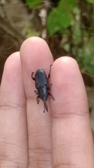 Odoiporus longicollis