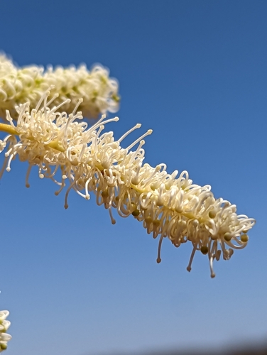 Grevillea stenobotrya