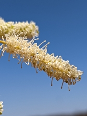 Grevillea stenobotrya