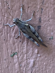 Xenocatantops humilis