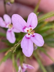 Stylidium laricifolium