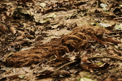Loxodonta cyclotis