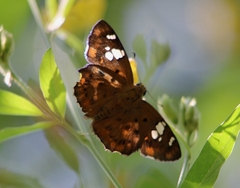 Coladenia indrani