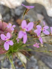 Stylidium laricifolium
