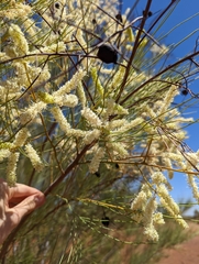 Grevillea stenobotrya