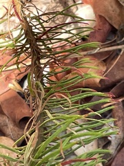 Stylidium laricifolium