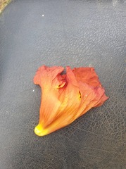 Fernandoa adolfi-friderici