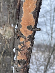 Peniophora incarnata