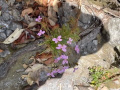 Stylidium laricifolium