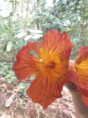 Fernandoa adolfi-friderici