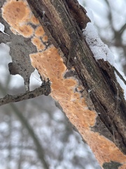 Peniophora incarnata