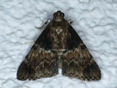 Orthaga thyrisalis