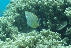 Chaetodon ornatissimus