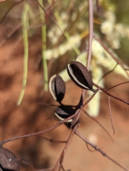 Grevillea stenobotrya