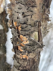 Peniophora incarnata