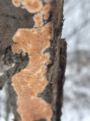 Peniophora incarnata