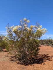Grevillea stenobotrya