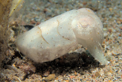 Sepia latimanus