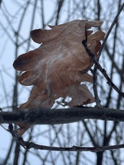 Peniophora incarnata