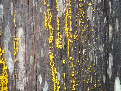 Dacrymyces capitatus