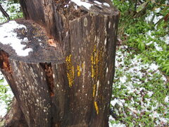 Dacrymyces capitatus