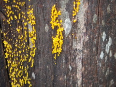 Dacrymyces capitatus