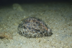 Cypraea tigris