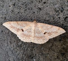 Luxiaria mitorrhaphes