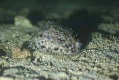 Cypraea tigris