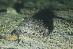 Cypraea tigris