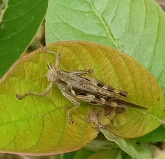 Stenocatantops cornelii