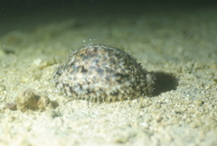 Cypraea tigris