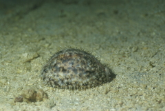 Cypraea tigris