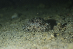 Cypraea tigris