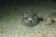 Cypraea tigris
