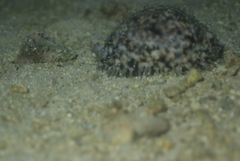 Cypraea tigris