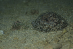Cypraea tigris