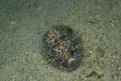 Cypraea tigris