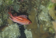 Sargocentron microstoma