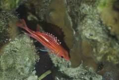 Sargocentron microstoma