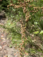 Baloskion tetraphyllum