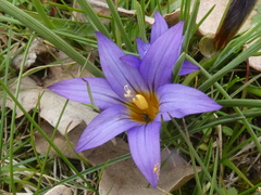Romulea bulbocodium
