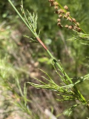 Baloskion tetraphyllum