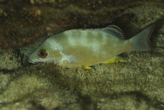 Lutjanus fulvus